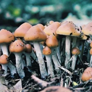 Psilocybe Azurescens Spores