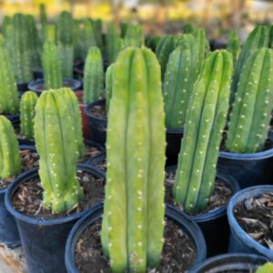 Buy San Pedro Macrogonus Online