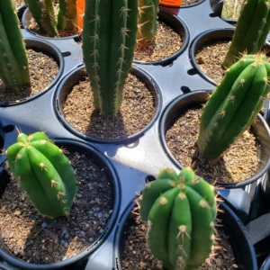 Buy Bolivian Torch Cactus