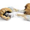 Buy Psilocybe subaeruginosa online