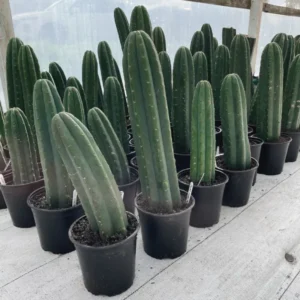 Buy San Pedro Cactus