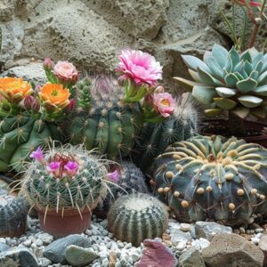 Buy Psychoactive Succulents Online