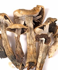 Psilocybe Stuntzii Spores for Sale