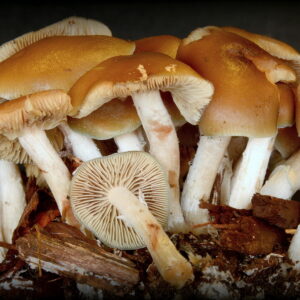 Buy Psilocybe ovoideocystidiata online,