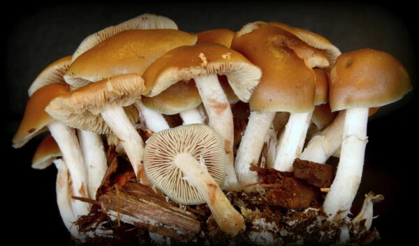 Buy Psilocybe ovoideocystidiata online,