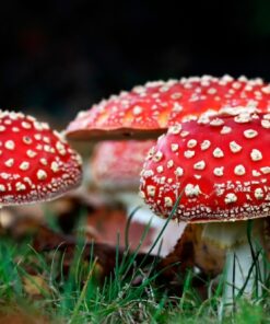 Buy Amanita Muscaria Online: