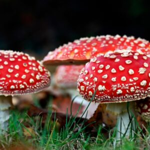 Buy Amanita Muscaria Online: