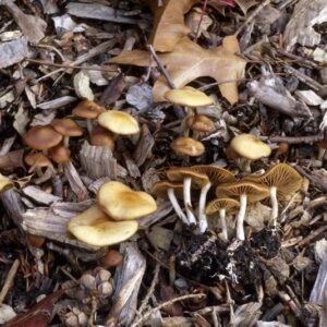 Psilocybe Cyanescens Spores