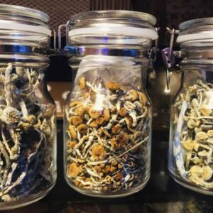 Organic Psilocybin Mushrooms for Microdosing